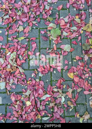 Diverses feuilles d'automne colorées du prunier japonais et d'autres reposent sur les pavés mousselés après une averse de pluie Banque D'Images