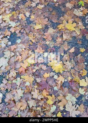 Différentes feuilles d'érable colorées sont tombées sur la route après une averse de pluie, feuilles d'automne sur un sol asphalté, Allemagne Banque D'Images