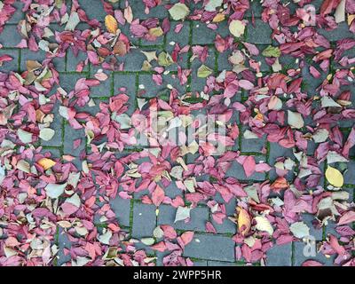 Diverses feuilles d'automne colorées du prunier japonais et d'autres reposent sur les pavés mousselés après une averse de pluie Banque D'Images