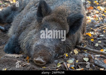 Sangliers, réserve de gibier dans la forêt de la ville de Fürth, Franconie, Bavière, Allemagne Banque D'Images