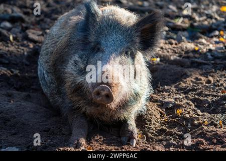 Sangliers, réserve de gibier dans la forêt de la ville de Fürth, Franconie, Bavière, Allemagne Banque D'Images