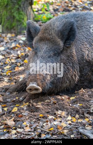 Sangliers, réserve de gibier dans la forêt de la ville de Fürth, Franconie, Bavière, Allemagne Banque D'Images