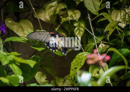 Papillon grand Mormon jaune femelle (Papilio lowi) Banque D'Images