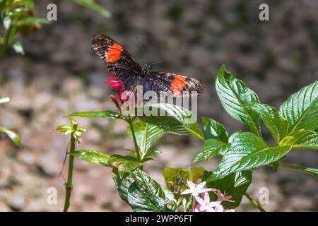 Beau papillon de postier (Heliconius melpomene) Banque D'Images
