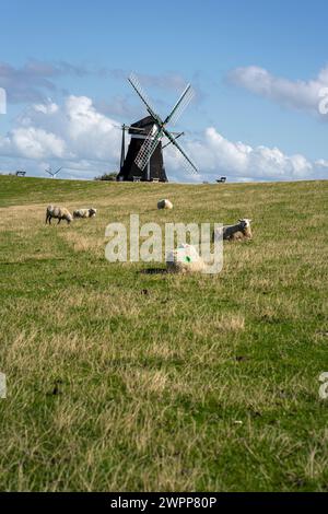 Moutons sur la digue avec Nordernmühle sur l'île de Pellworm, Frise du Nord, Schleswig-Holstein, Allemagne Banque D'Images