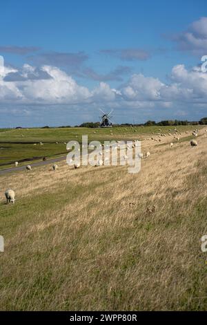 Moutons sur la digue avec Nordernmühle sur l'île de Pellworm, Frise du Nord, Schleswig-Holstein, Allemagne Banque D'Images