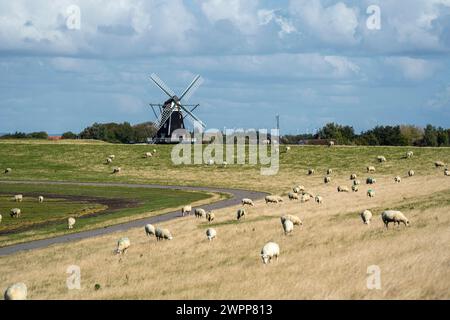 Moutons sur la digue avec Nordernmühle sur l'île de Pellworm, Frise du Nord, Schleswig-Holstein, Allemagne Banque D'Images