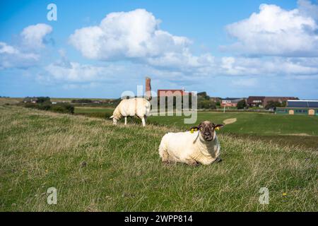 Moutons sur la digue devant la vieille église sur l'île de Pellworm, Frise du Nord, Schleswig-Holstein, Allemagne Banque D'Images