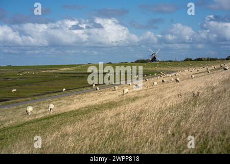 Moutons sur la digue avec Nordernmühle sur l'île de Pellworm, Frise du Nord, Schleswig-Holstein, Allemagne Banque D'Images