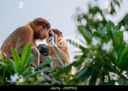 Singe proboscis dans le parc national de Tanjung Puting près de Pankalan Bun, Kalimantan, Indonésie Banque D'Images