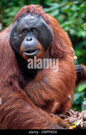 Orang-outan dans le parc national de Tanjung Puting, près de Pangkalan Bun, Kalimantan, Indonésie Banque D'Images