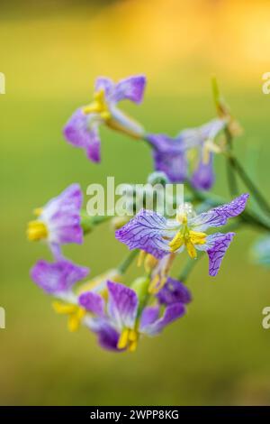 Radis de jardin (Raphanus sativus), gros plan Banque D'Images