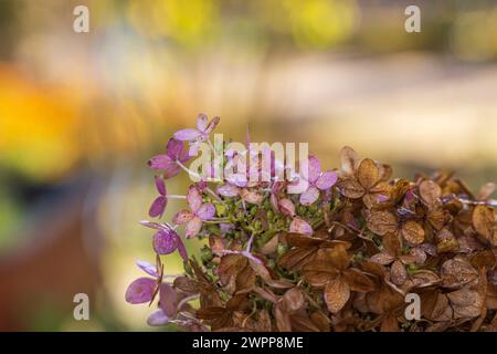 Hortensias en automne, fond de fleur flou Banque D'Images