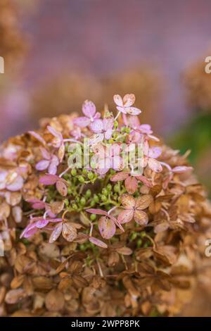 Hortensias en automne, fond de fleur flou Banque D'Images