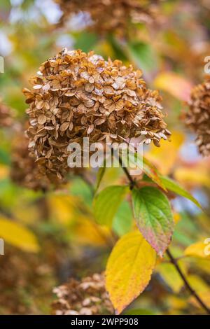 Hortensias en automne, fond de fleur flou Banque D'Images