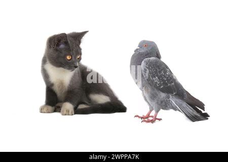 chat et pigeon sur fond blanc Banque D'Images