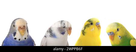 budgerigars isolés sur fond blanc Banque D'Images