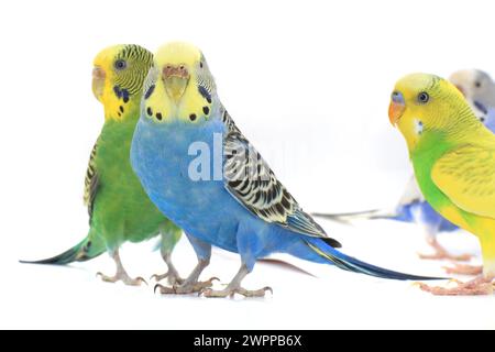 budgerigars isolés sur fond blanc Banque D'Images