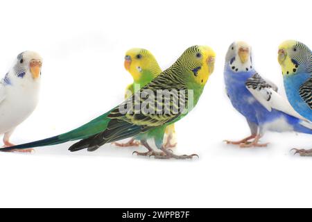 budgerigars isolés sur fond blanc Banque D'Images