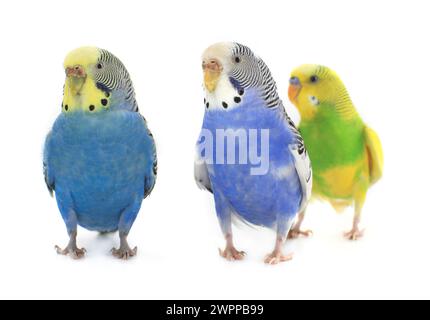 budgerigars perruches australiennes isolées sur fond blanc Banque D'Images