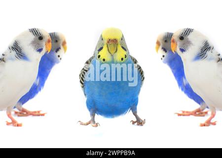 budgerigars perruches australiennes isolées sur fond blanc Banque D'Images