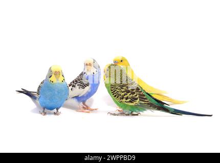 budgerigars perruches australiennes isolées sur fond blanc Banque D'Images