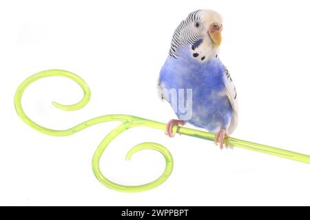 budgerigars perruches australiennes isolées sur fond blanc Banque D'Images