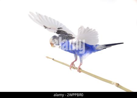 budgie bleu isolé sur fond blanc Banque D'Images