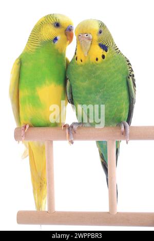 budgerigars perruches australiennes isolées sur fond blanc Banque D'Images