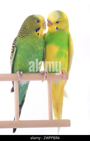 budgerigars perruches australiennes isolées sur fond blanc Banque D'Images