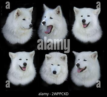 chiens samoyed sur fond noir Banque D'Images