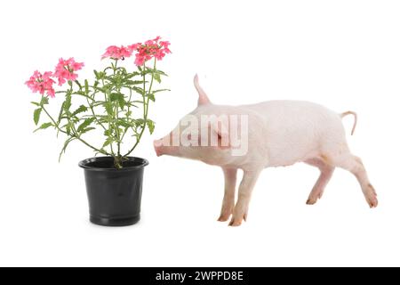 le cochon sent les fleurs sur un fond blanc Banque D'Images