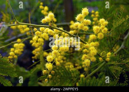 Le wattle argenté, ou mimosa, est une espèce de plante à fleurs de la famille des légumineuses Fabaceae, originaire du sud-est de l'Australie Banque D'Images