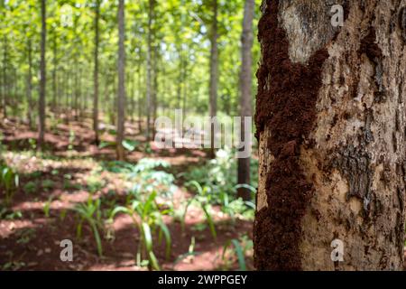 La texture de fond de l'écorce de teck (Tectona grandis) contient des maisons de termites. Banque D'Images