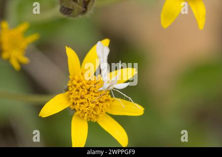 White Plume Moth polinating Broadleaf Arnica Mountain Arnica Wildflowers sentier de randonnée Copper Ridge North Cascades National Park Washington State Banque D'Images