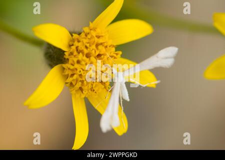 White Plume Moth polinating Broadleaf Arnica Mountain Arnica Wildflowers sentier de randonnée Copper Ridge North Cascades National Park Washington State Banque D'Images