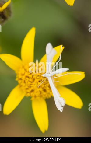 White Plume Moth polinating Broadleaf Arnica Mountain Arnica Wildflowers sentier de randonnée Copper Ridge North Cascades National Park Washington State Banque D'Images