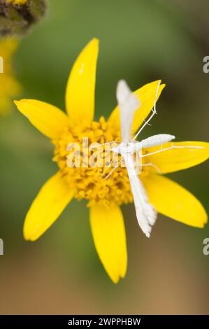 White Plume Moth polinating Broadleaf Arnica Mountain Arnica Wildflowers sentier de randonnée Copper Ridge North Cascades National Park Washington State Banque D'Images