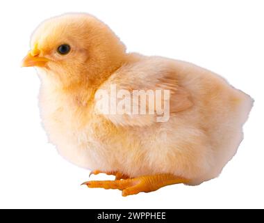 Buff Orpington poulet poussin qui est vous et assis isolé dans un plan de studio. Banque D'Images