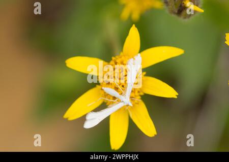 White Plume Moth polinating Broadleaf Arnica Mountain Arnica Wildflowers sentier de randonnée Copper Ridge North Cascades National Park Washington State Banque D'Images