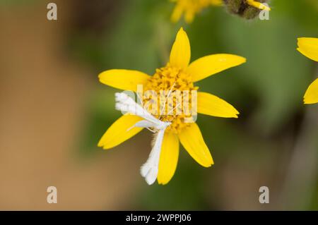 White Plume Moth polinating Broadleaf Arnica Mountain Arnica Wildflowers sentier de randonnée Copper Ridge North Cascades National Park Washington State Banque D'Images