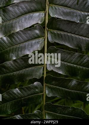 Gros plan d'un palmier vert feuilles Banque D'Images