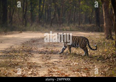 Subadulte Tiger Crossing Road, Bandhavgarh Banque D'Images