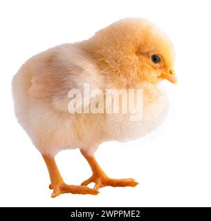 Buff Orpington poulet poussin qui est isolé dans un plan de studio et très jeune, mais gonflant sa poitrine pour montrer ses plumes dorées brillantes. Banque D'Images