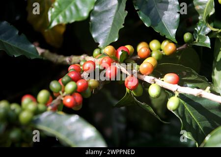Caféier, Coffea arabica, Rubiaceae. Doka Coffee Estate, Costa Rica. Banque D'Images