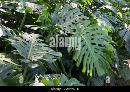 Fromage suisse, Monstera deliciosa, Araceae. Costa Rica. Banque D'Images