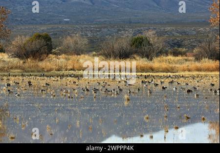 Canards sur la zone humide - refuge national de faune de Bosque del Apache, Nouveau-Mexique Banque D'Images