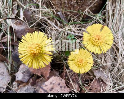 Trois coltsfoot jaunes fleuris parmi les vieilles feuilles d'automne brunes et l'herbe sèche dans la forêt au début du printemps. Banque D'Images