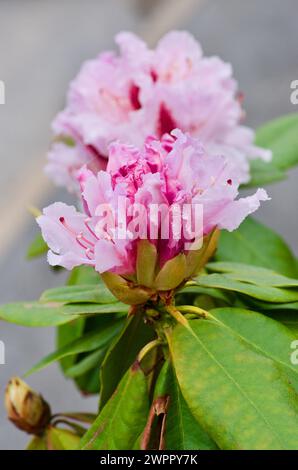 Arbuste de rhododendron vert avec des fleurs roses et des feuilles vertes. Banque D'Images