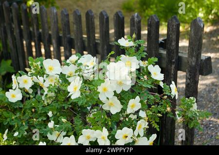 Rosier avec des fleurs blanches en fleurs dans un jardin devant une clôture en bois en Suède. Banque D'Images